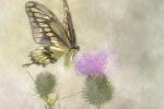 Competition entry: Swallowtail Watercolor
