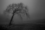 Competition entry: Tilted Tree