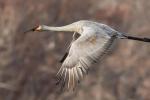 Sandhill Crane in Flight
