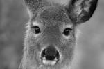 Competition entry: Oh Deer!
