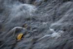Competition entry: Leaf In Water