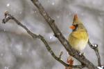 Competition entry: Avian Diva