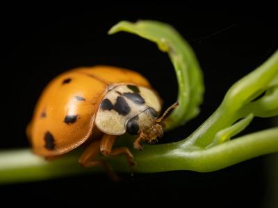 Macro of ladybug on green branch.