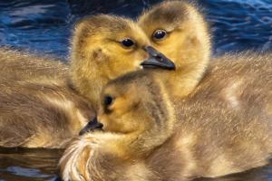 Swimming goslings