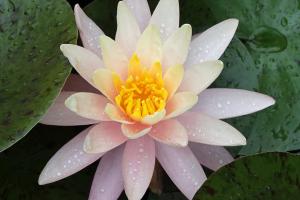 Competition entry: Pink Lily