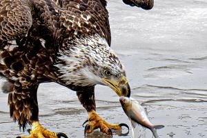 Competition entry: No Fishing pole needed