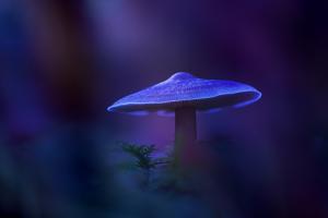 Competition entry: Mushroom by night