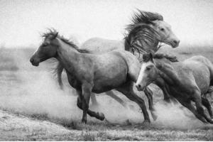 Competition entry: Wild horses 