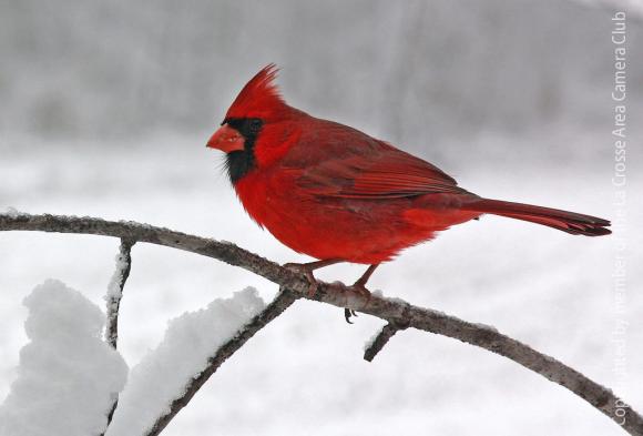 cardinal in snow la