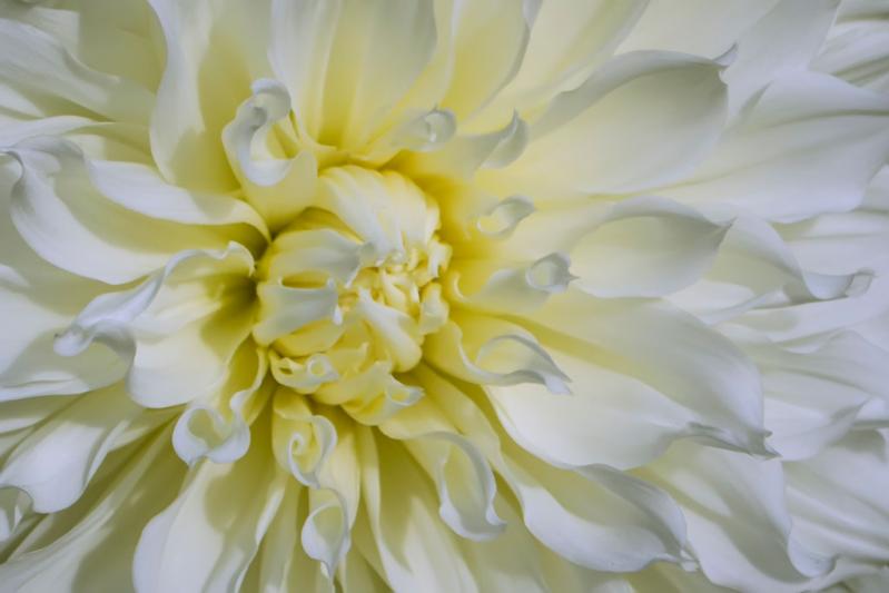 Competition entry: White Dahlia