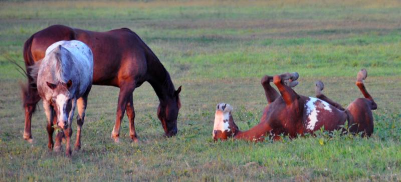 Competition entry: Three Horses