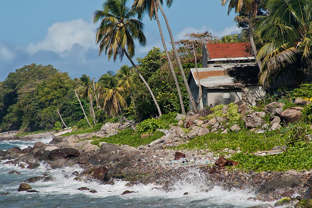 Competition entry: Diseased Palms on St Kitts