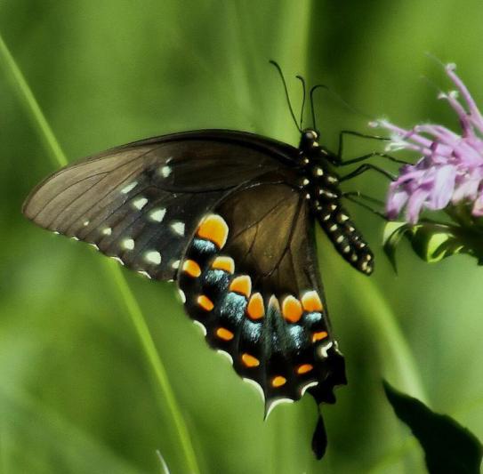 Competition entry: Butterfly on Thistle