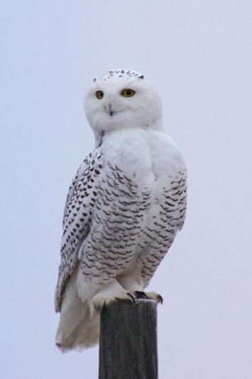 Competition entry: Snowy Owl