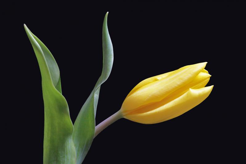 Competition entry: Yellow Tulip