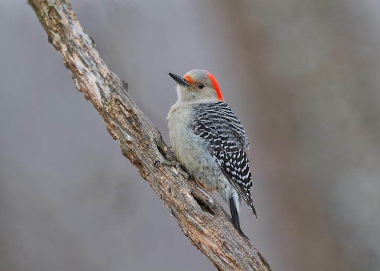 Competition entry: Red-bellied Woodpecker