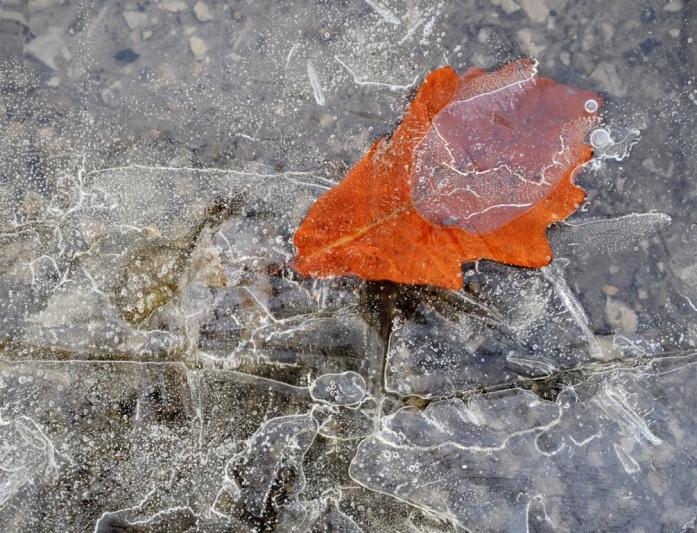 Competition entry: Red leaf in ice