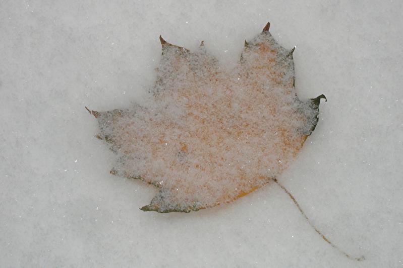 Competition entry: Leaf in Snow