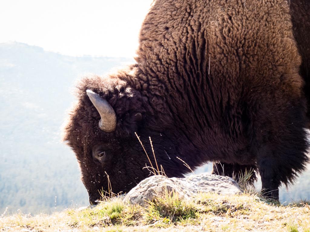 Competition entry: Bison: Not Buffalo