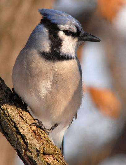 Competition entry: Blue Jay