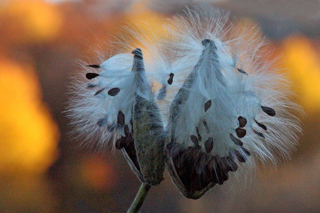 Competition entry: Milkweed and Gold