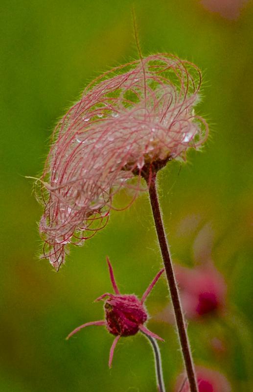 Competition entry: Prairie Smoke