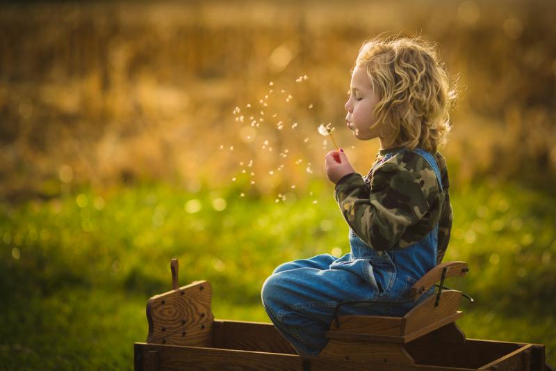 Competition entry: Last of the Dandelions