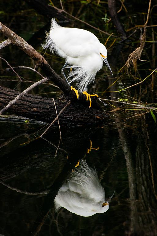 Competition entry: Feathered Admirer