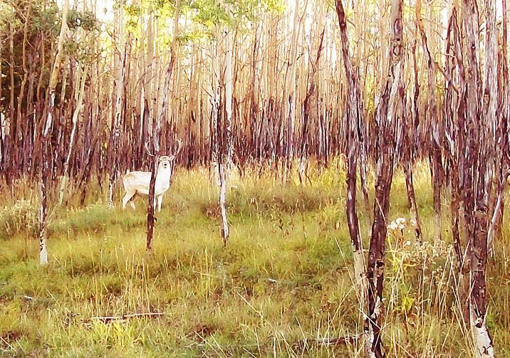 Competition entry: Aspen and the White Deer