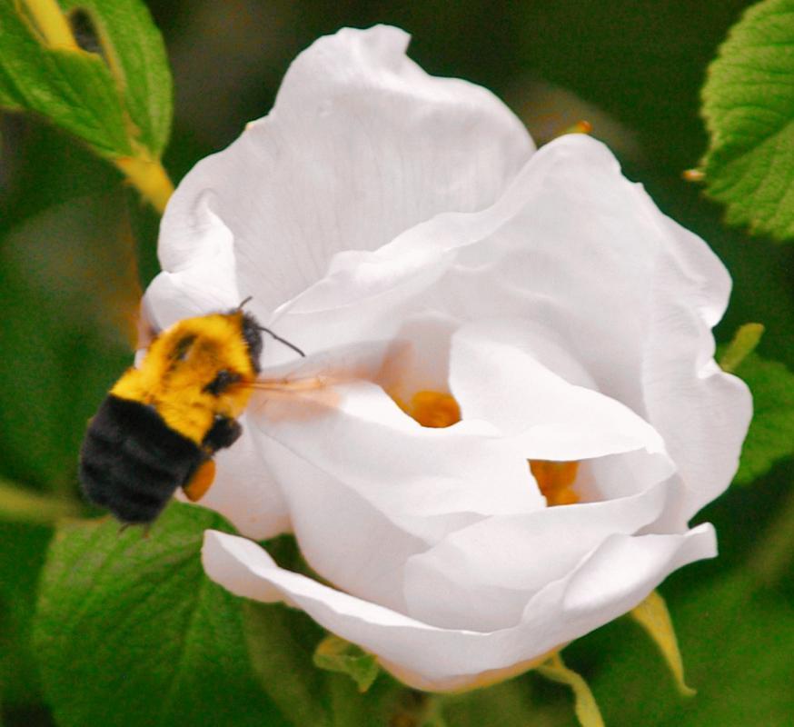 Competition entry: Stop and smell the flowers