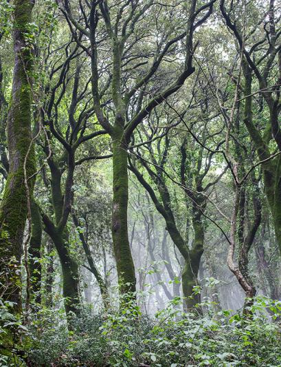 Competition entry: Trees in the Mist