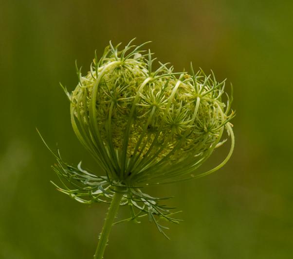 Competition entry: Loving Queen Anne's Lace