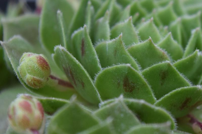 Competition entry: Fuzzy Succulant