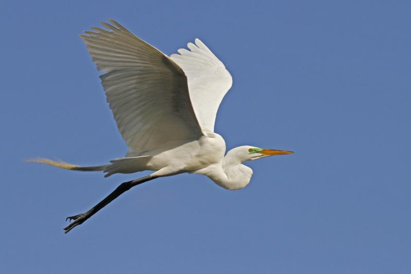 Competition entry: Great White Egret In Breeding Plumage