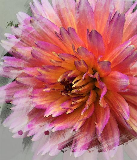 Competition entry: Creative Dahlia