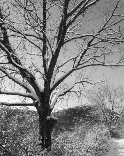 Competition entry: Frosted Tree