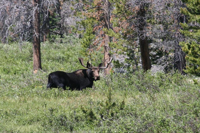 Competition entry: Wyoming Wildersness