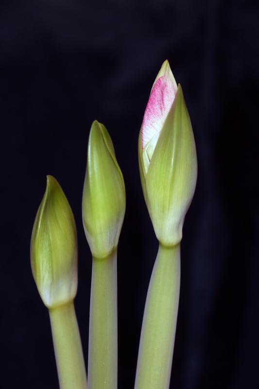 Competition entry: Three Buds