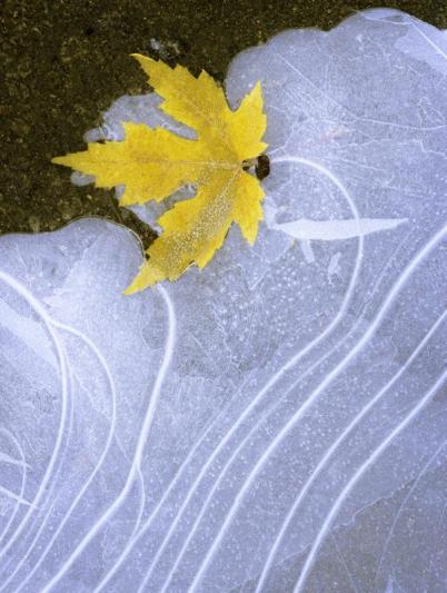 Competition entry: Leaf in ice