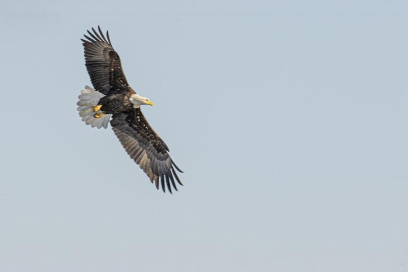Competition entry: Soaring