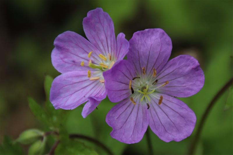 Competition entry: Wild Geraniums