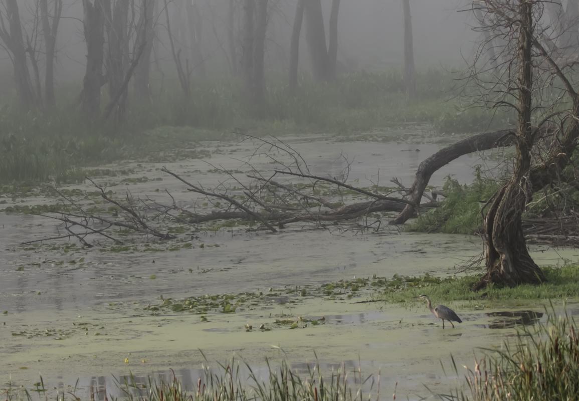 Competition entry: Heron on a Foggy Morning