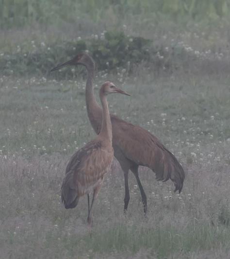 Competition entry: Sandhill Cranes in Foggy Meadow