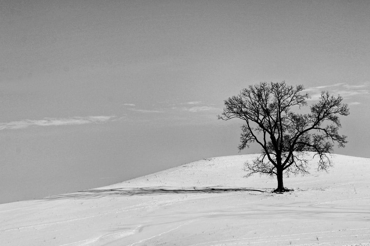 Competition entry: Lone Tree