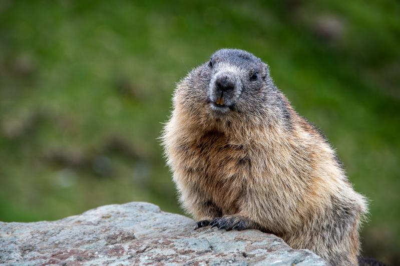 Competition entry: Marmot, Austrian Alps