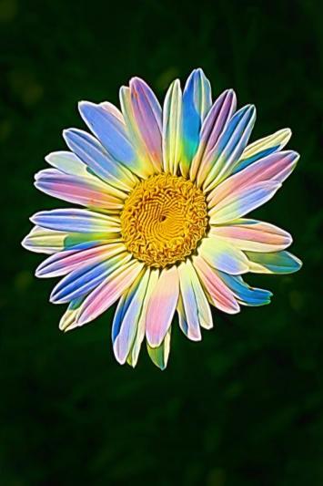 Competition entry: Colorful Daisy