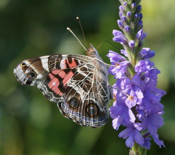 Competition entry: Painted Lady