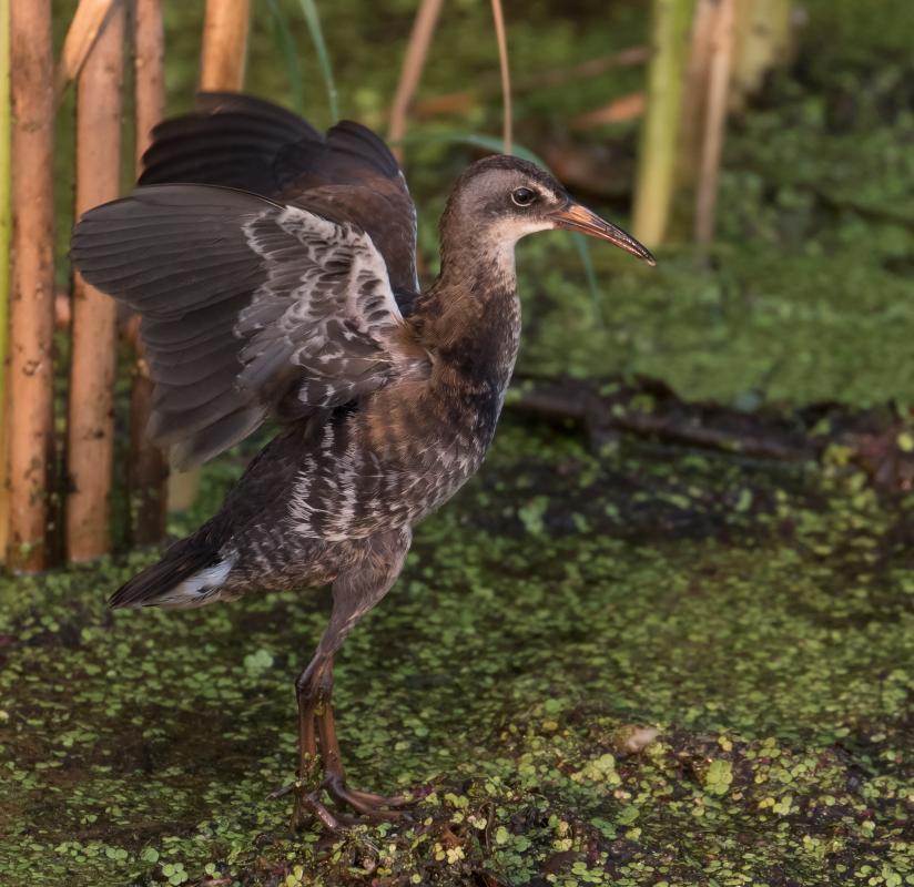 Competition entry: Virginia Rail Stretching
