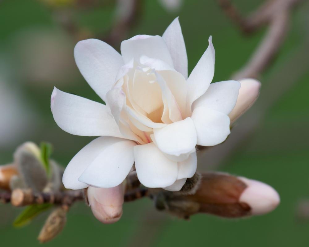 Competition entry: Magnolia