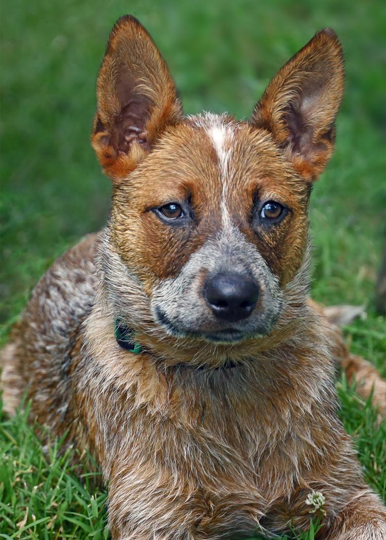 Competition entry: Wet Dog